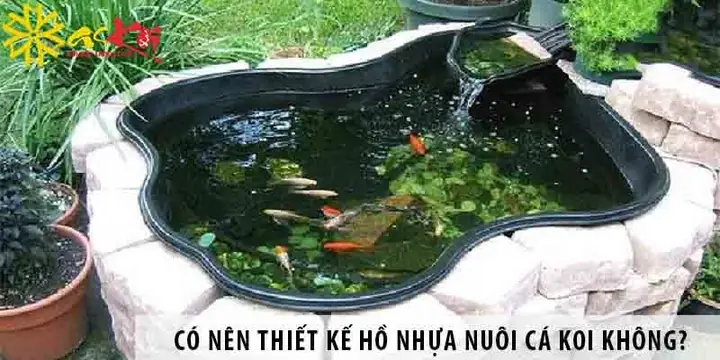 Hồ Nhựa Nuôi Cá: Hướng Dẫn Chi Tiết Từ A-z Cho Người Mới Bắt Đầu