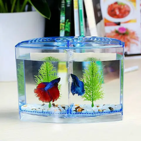 Hồ Nuôi Cá Betta Giá Rẻ: Hướng Dẫn Chọn Mua & Thiết Kế Chuẩn Nhất