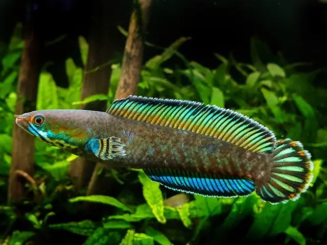 Cá Lóc Cảnh Cá Lóc Cảnh