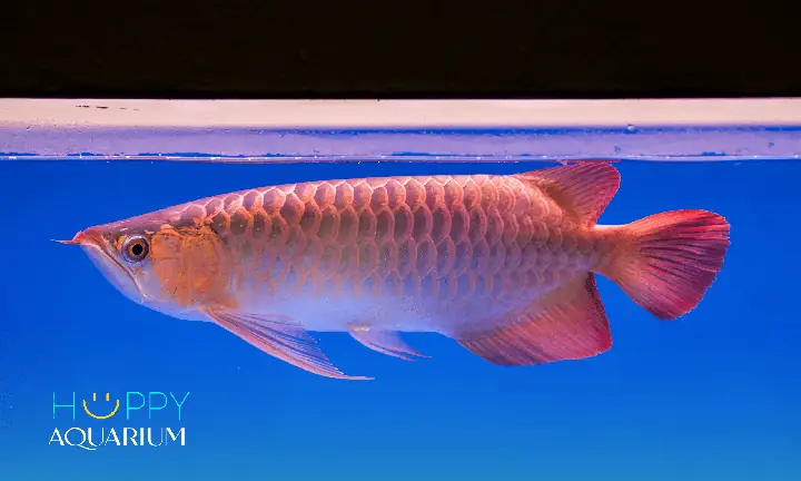 Về Vật Trang Trí Trong Bể
