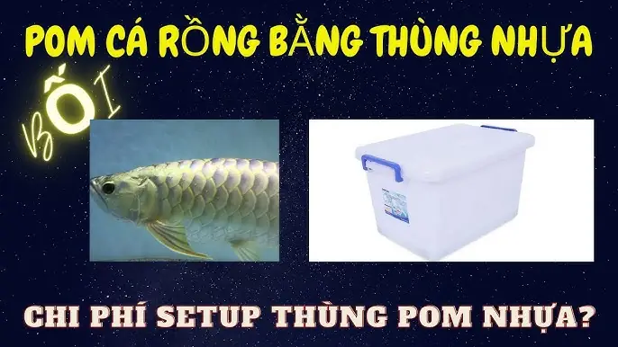 Hồ Pom Cá Rồng: Thiết Kế Và Kỹ Thuật Nuôi Cá Rồng Hiệu Quả