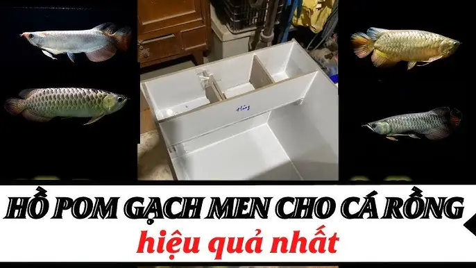 Hồ Pom Cá Rồng: Thiết Kế Và Kỹ Thuật Nuôi Cá Rồng Hiệu Quả