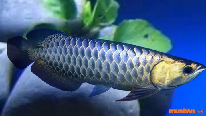 Cá Rồng