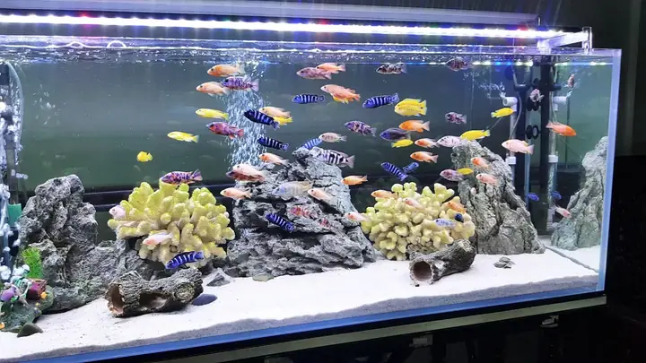Trang Trí Bằng Đèn Led