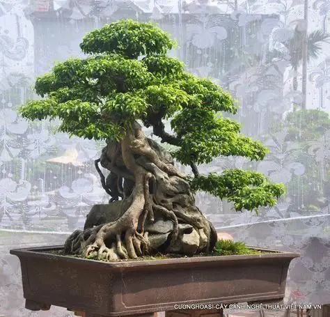 Chọn Cây Cảnh Và Bonsai