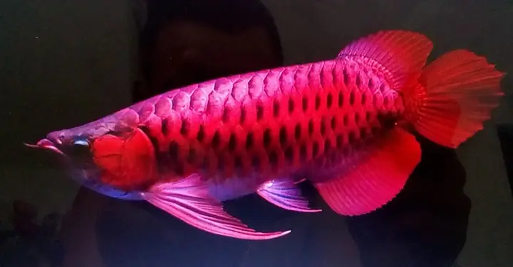 Hồng Anh Cá Rồng