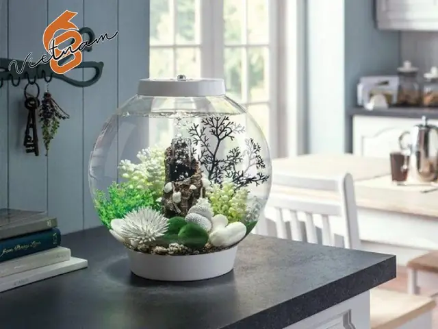 Giới Thiệu Về Hũ Thủy Tinh Nuôi Cá