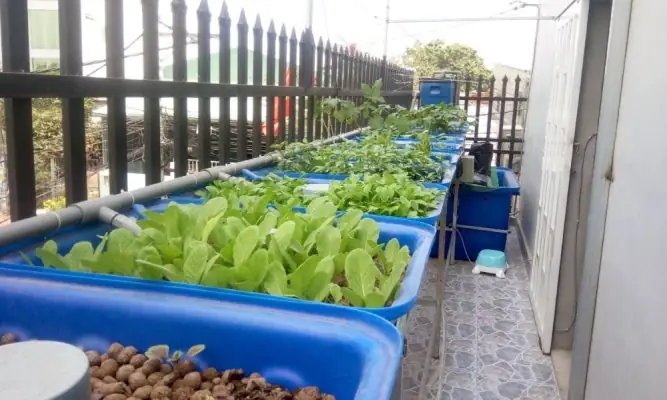 Ý Tưởng Thiết Kế Hệ Thống Aquaponics