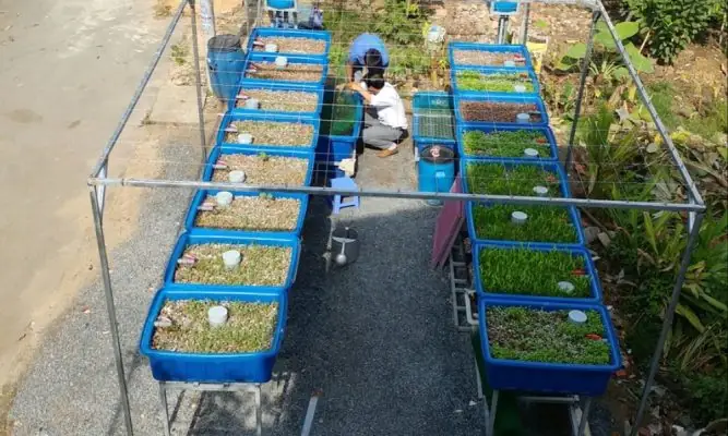 Ý Tưởng Thiết Kế Hệ Thống Aquaponics
