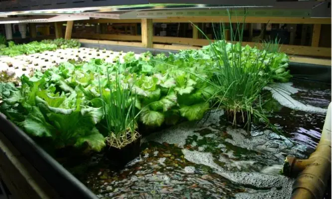 Kiểm Soát Mực Nước Trong Bể