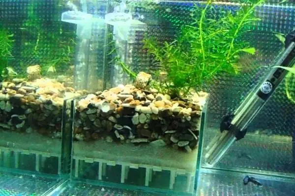 Lọc Đáy Bể Cá Là Gì?