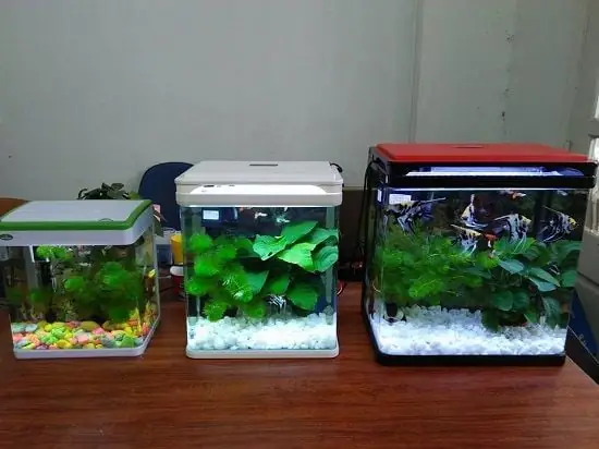 Hướng Dẫn Chi Tiết Cách Làm Kế Để Be Cá Mini Tại Nhà Đơn Giản, Hiệu Quả