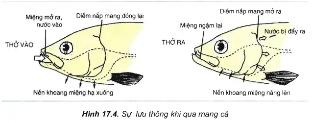 Khi Cá Thở Ra Diễn Biến Nào Sau Đây Đúng?
