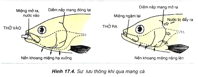 Khi Cá Thở Ra Diễn Biến Nào Sau Đây Đúng?