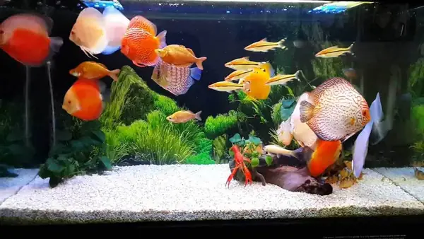 Cách Khử Mùi Clo Trong Nước Máy Để Nuôi Cá Cảnh