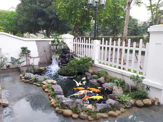 Kích Thước Hồ Cá Koi Mini Là Bao Nhiêu?