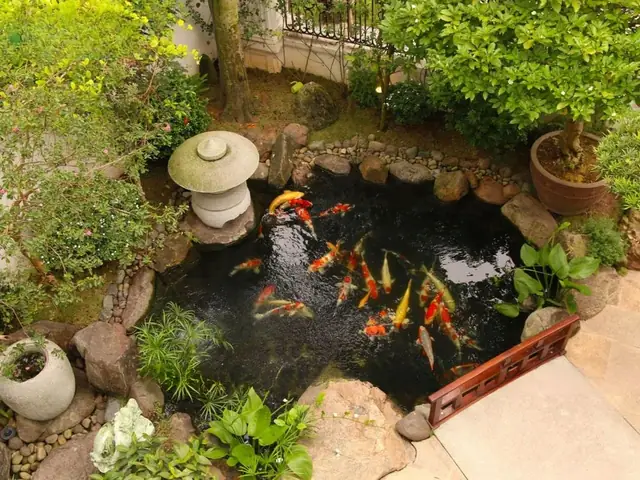 Hồ Cá Koi Mini Trong Nhà