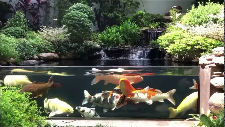 Thiết Kế Hồ Cá Koi Mini Đẹp