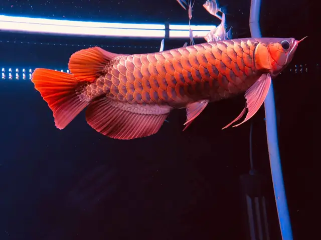 Bể Cá Rồng