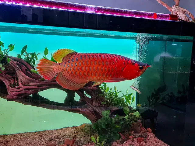 Bể Cá Rồng