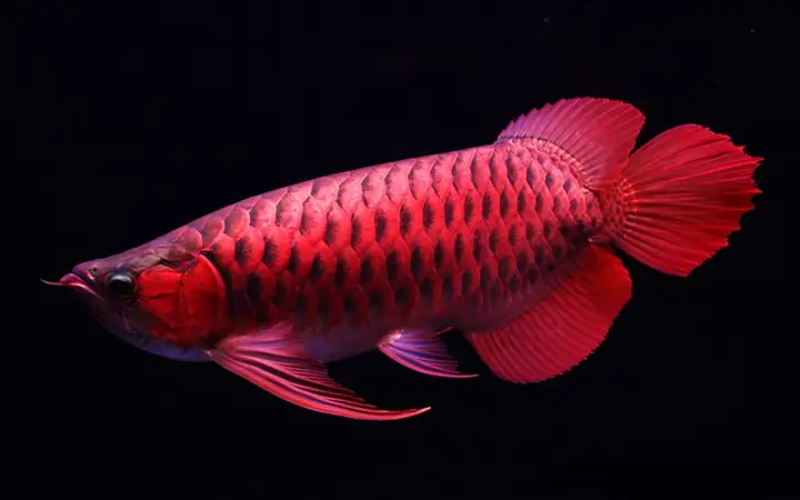 Cá Rồng Huyết Long