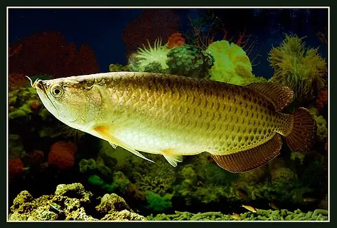 Cá Rồng Kim Long Úc