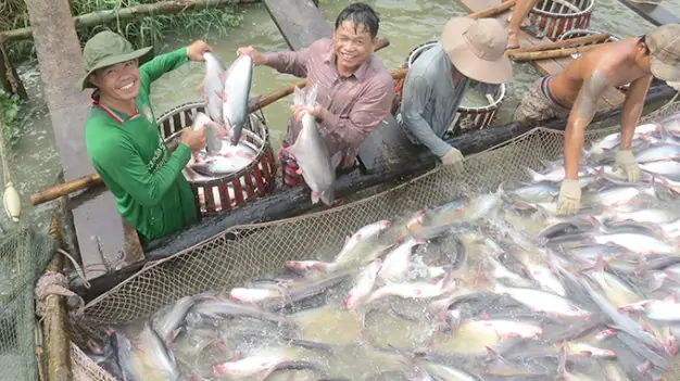 Chọn Cá Giống Với Kỹ Thuật Nuôi Cá Basa Trong Ao
