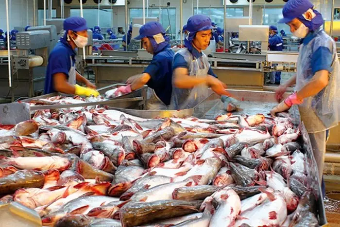 Kỹ Thuật Nuôi Cá Basa Trong Bè ‘lớn Nhanh Như Thổi’ Lại Tiết Kiệm Chi Phí