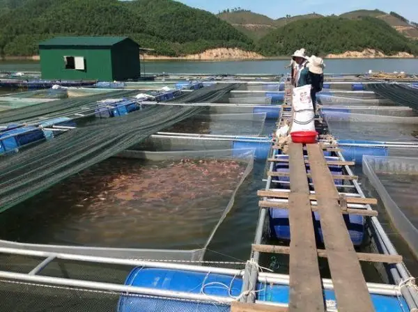 Kỹ Thuật Nuôi Cá Tra Và Cá Basa Trên Bè