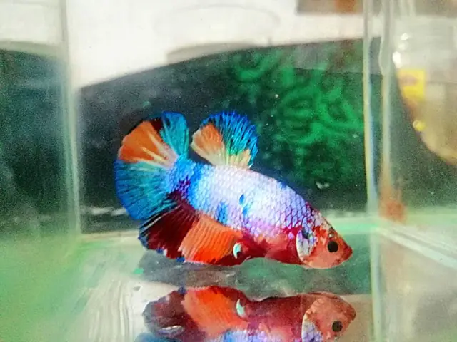 Cá Betta Bột Là Gì?