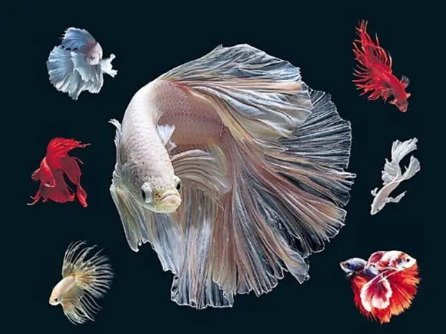 Cách Thay Nước