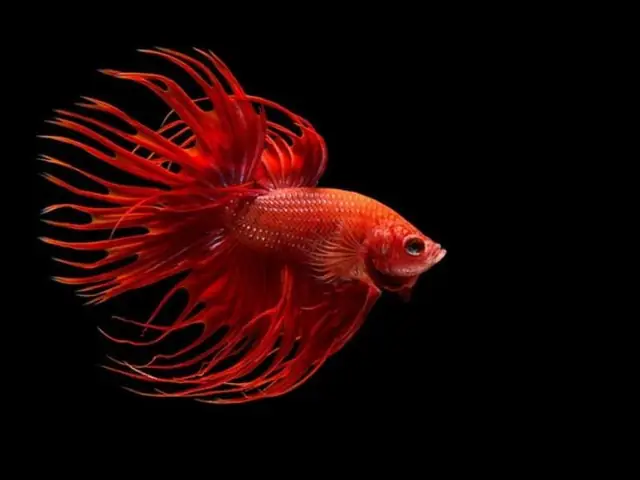 Những Lưu Ý Khi Nuôi Cá Betta Bột
