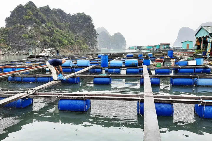 Chọn Vị Trí Đặt Lồng