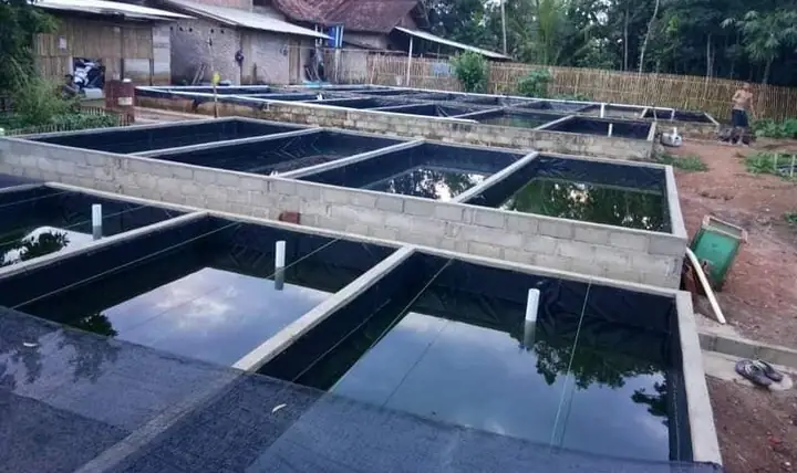 Kỹ Thuật Nuôi Cá Chạch Chấu: Hướng Dẫn Chi Tiết Từ A Đến Z