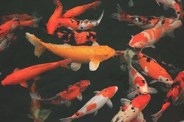 Kỹ Thuật Nuôi Cá Chép Đuôi Dài