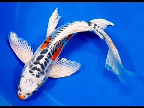 Kỹ Thuật Nuôi Cá Chép Đuôi Dài