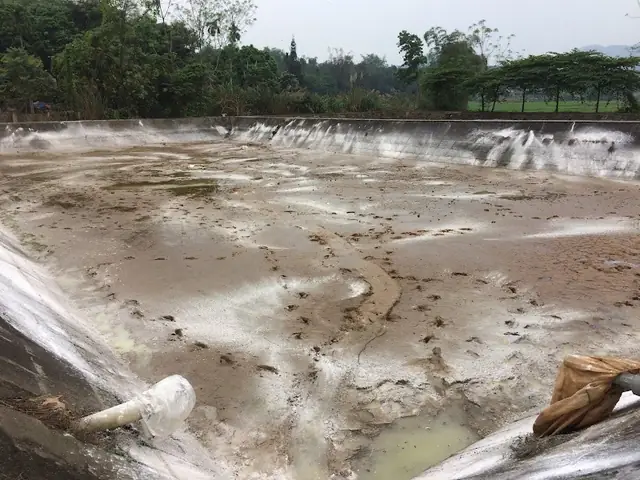 Kỹ Thuật Nuôi Cá Chép Giống