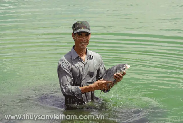 Kỹ Thuật Nuôi Cá Hô Trong Ao