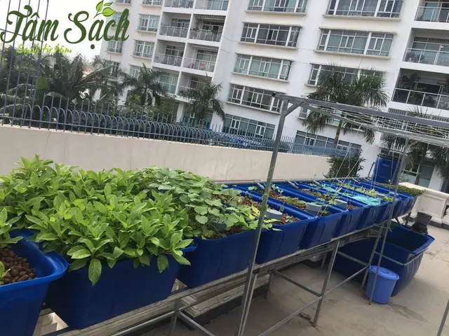 Cách Xử Lý Nước Trong Bể Cá Và Thực Hiện Tưới Cây Trong Kỹ Thuật Nuôi Cá Kết Hợp Trồng Cây