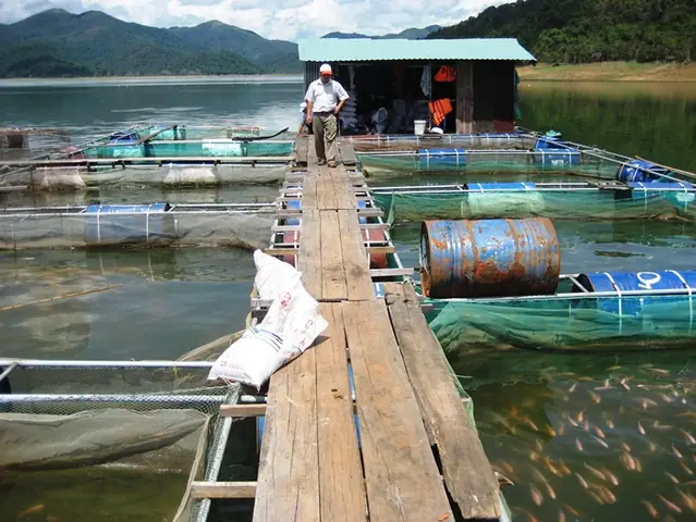Kỹ Thuật Nuôi Cá Lăng Nha