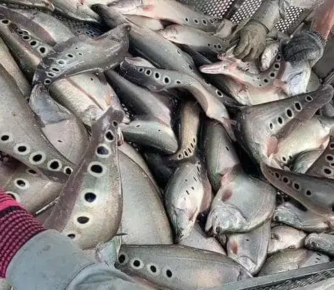 Kỹ Thuật Nuôi Cá Nàng Hai: Hướng Dẫn Chi Tiết Từ A Đến Z