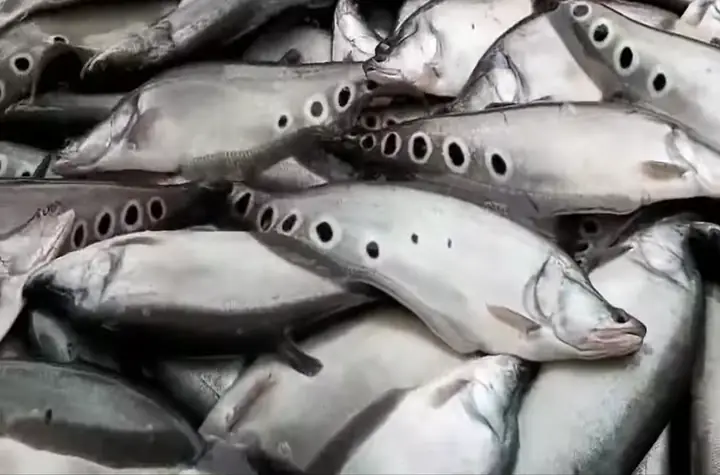 Kỹ Thuật Nuôi Cá Nàng Hai