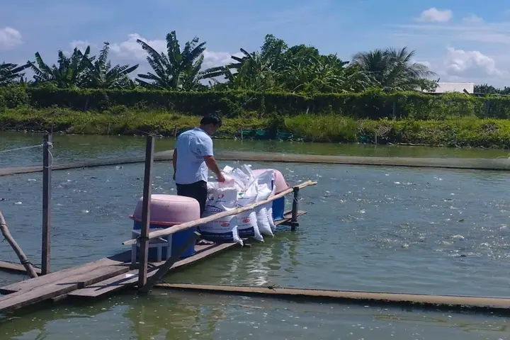 Kỹ Thuật Nuôi Cá Nàng Hai