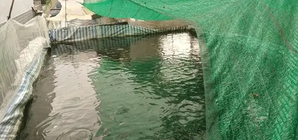 Đào Ao Trong Vườn Nuôi Cá Rô Đồng Dày Đặc, Một Chị Nông Dân Cà Mau Nuôi Không Kịp Cho Thương Lái Mua - Ảnh 2.