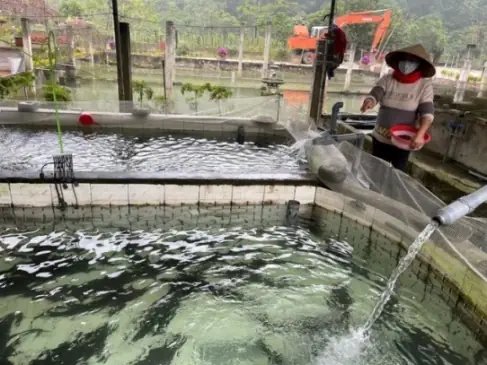 Nuôi Cá Tầm Dày Đặc Trong Bể Nhân Tạo, Con Nào Cũng To Dài, Bắt Lên Bán Hàng Tấn, Thu Tiền Tỷ