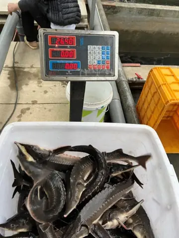 Kỹ Thuật Nuôi Cá Tầm