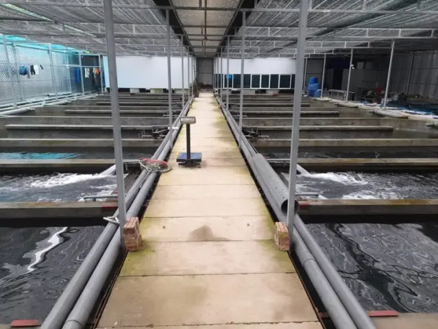 Kỹ Thuật Nuôi Cá Tầm