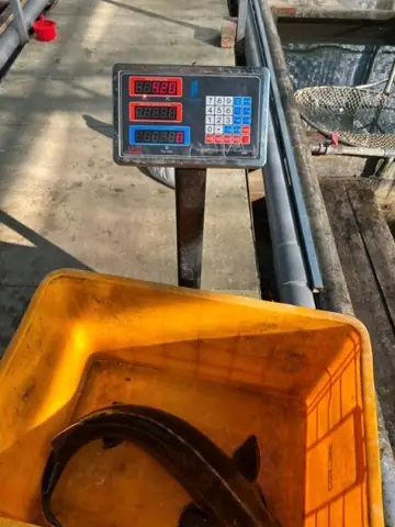 Kỹ Thuật Nuôi Cá Tầm