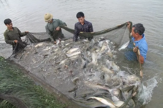 Kỹ Thuật Nuôi Cá Trắm Cỏ Trong Ao Cho Năng Suất Cao