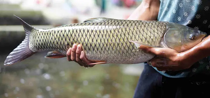 Kỹ Thuật Nuôi Cá Trắm Cỏ Trong Ao Cho Năng Suất Cao